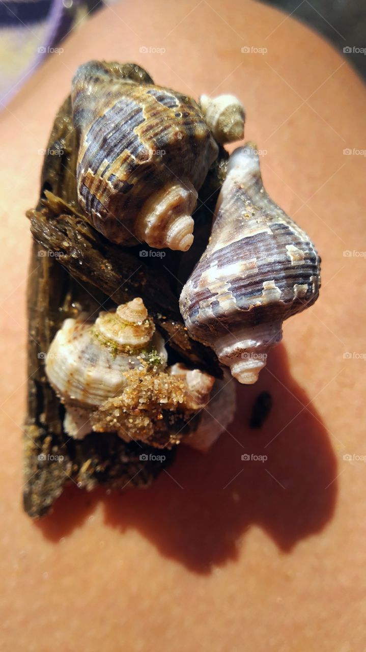 One little part of magic living world under the sea - shells