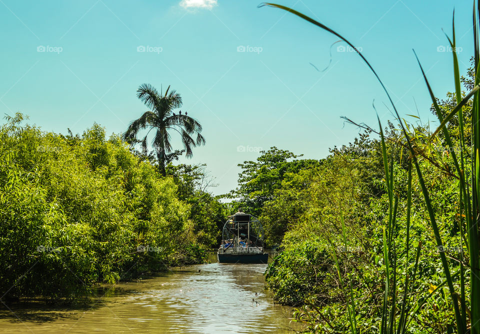 Everglades airboat alligator tour