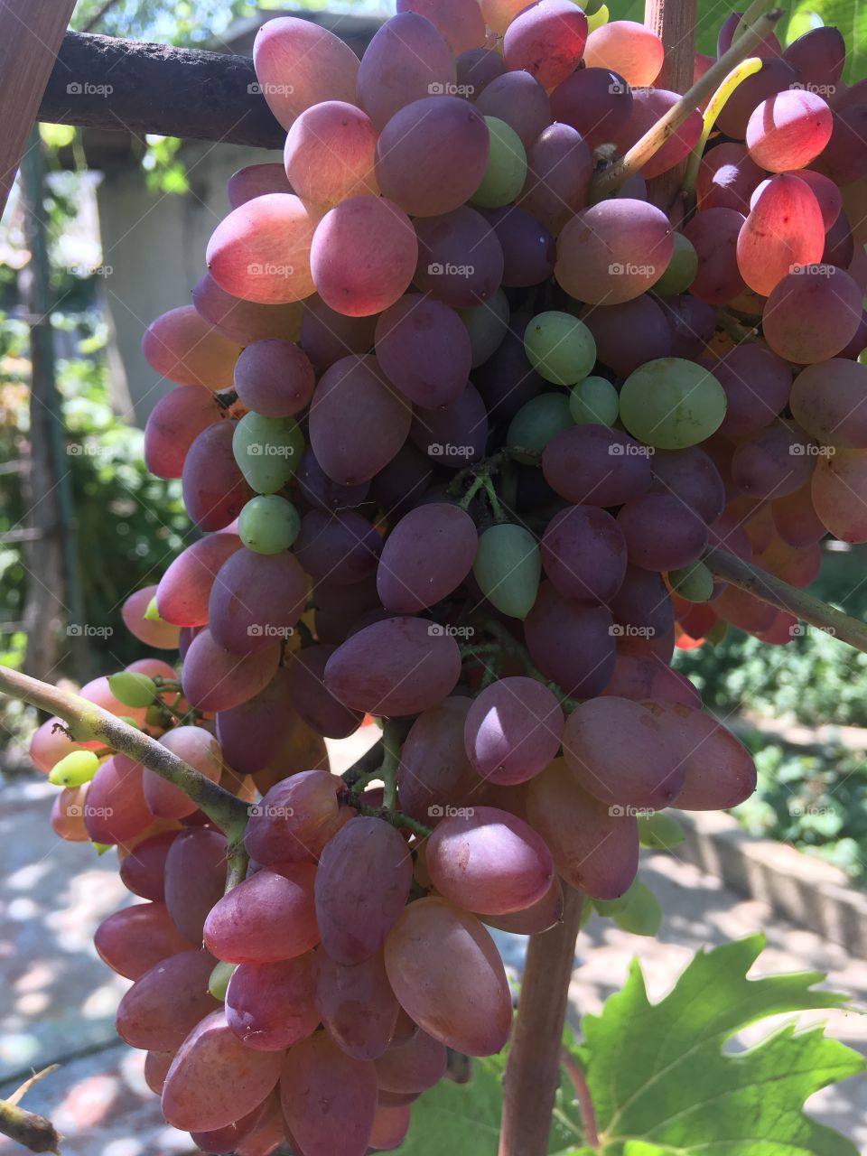 Ripe grapes closeup. Summer fruits background. 