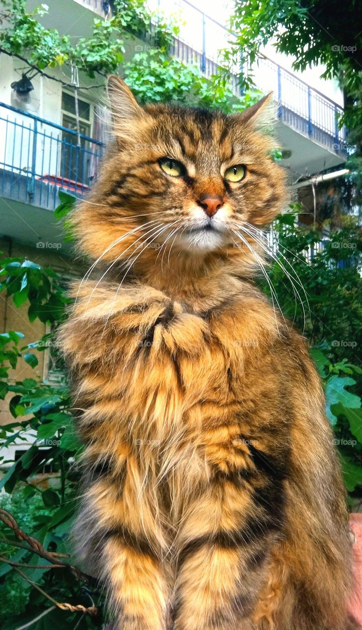 Green Eyes, Green Vibes