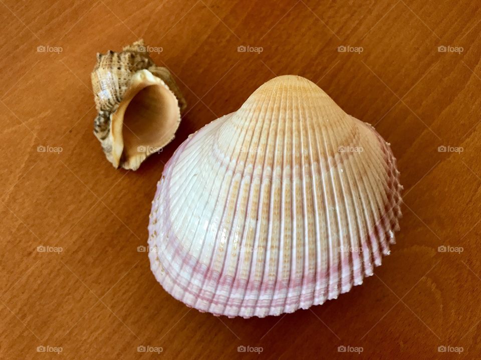 Seashell, Shell, Shellfish, Seashore, No Person