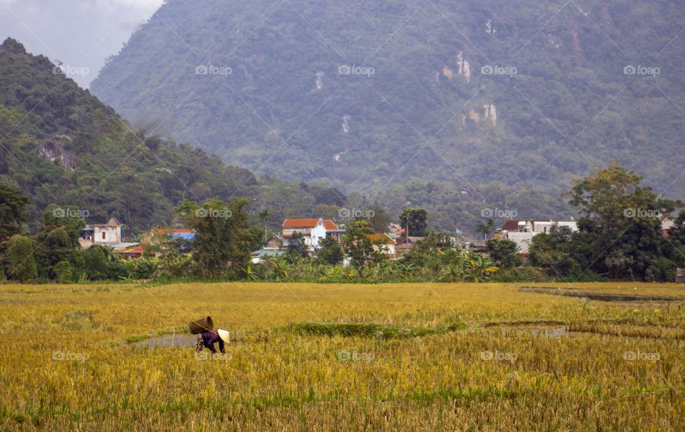 Vietnamese woman working on rice field 