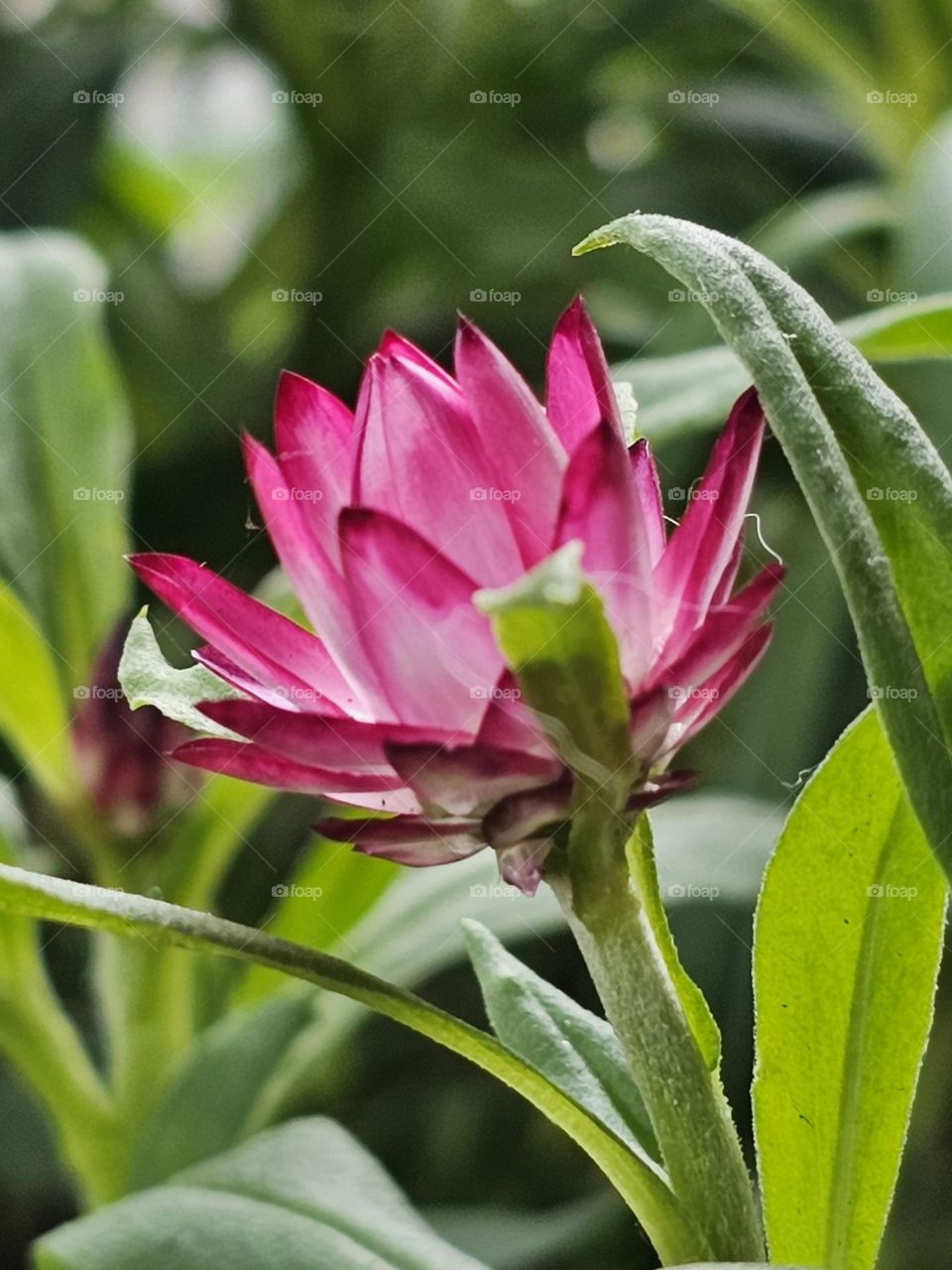 Flower in Spring