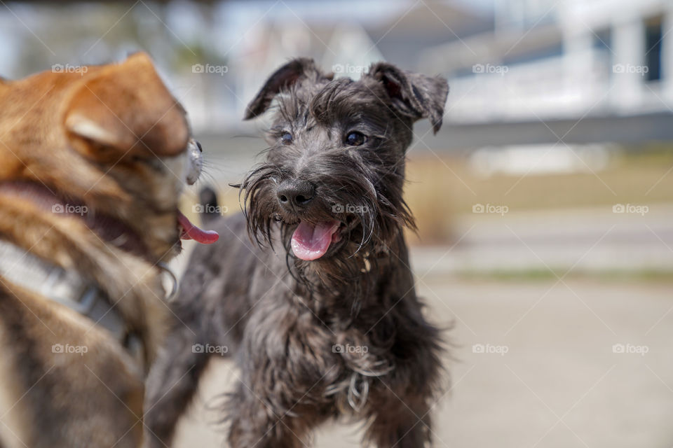 The introductions at the dog park would be so fun to hear if we could only understand doggy speak!