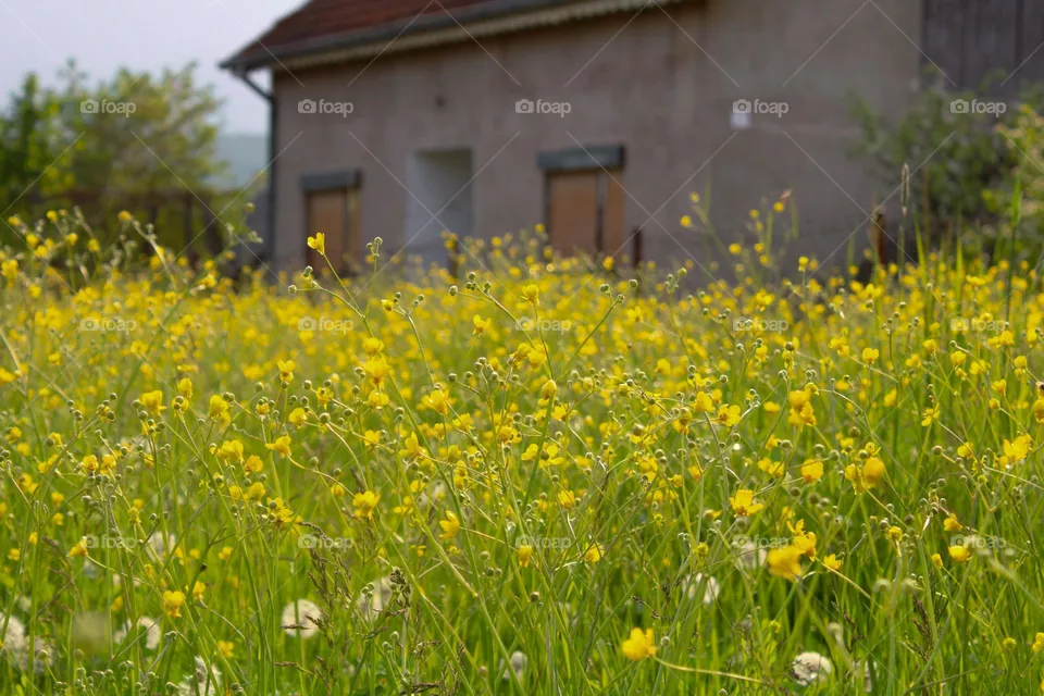plants