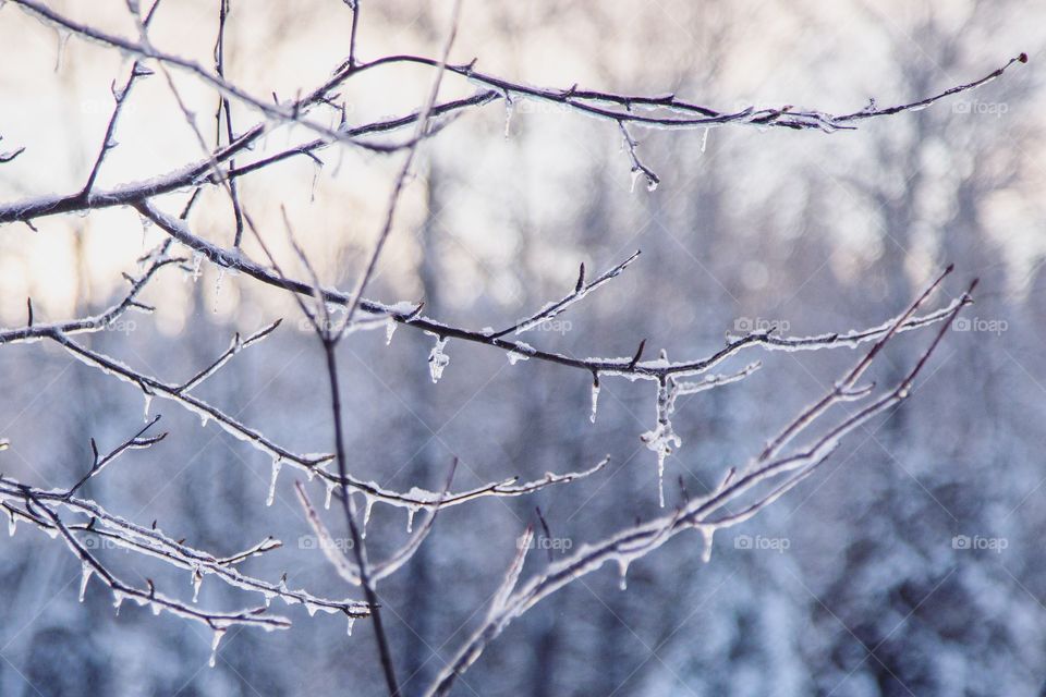 Close-up of frozen tree branches