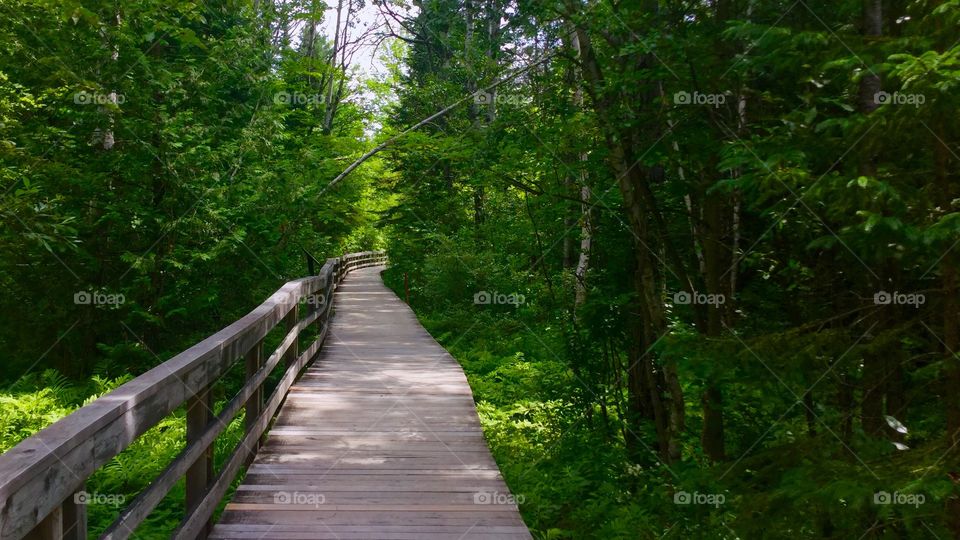 Boardwalk in the woods 
