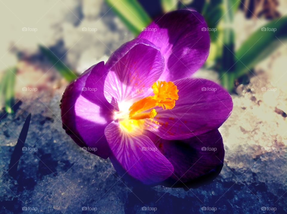 Crocus 
