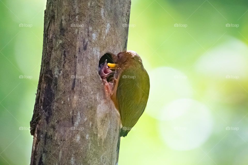 A mother Rufous piculet feeds her chicks in the nest