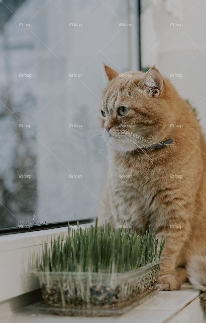 One beautiful thoroughbred red cat sits on the windowsill of a rchdom with a container of sprouted oats, looking thoughtfully to the side of the window, side view close-up.