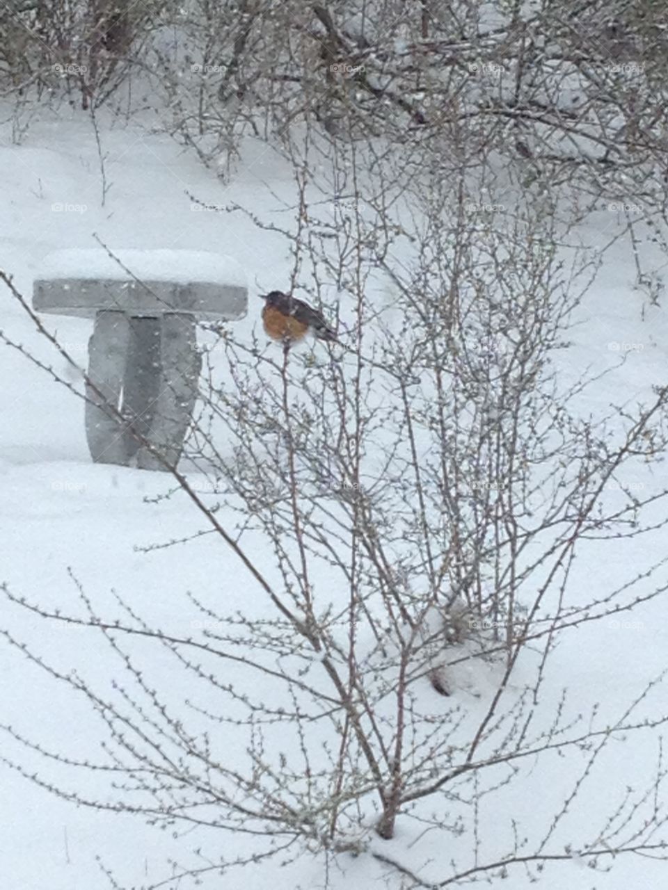 Snow bird. Robin in the snow