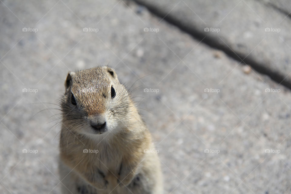 close up squirrel
