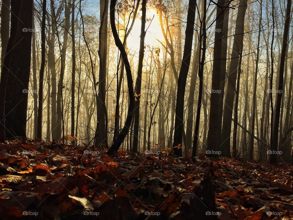 Here is an image I took from around 7:00 in the morning while deer hunting. 
