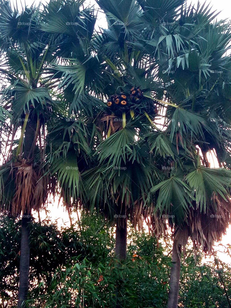 Asian palmyra palm