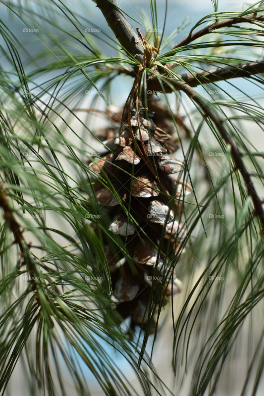 pine cone close-up