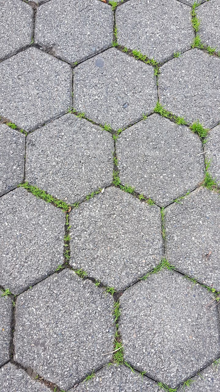 the grass grows through the asphalt
