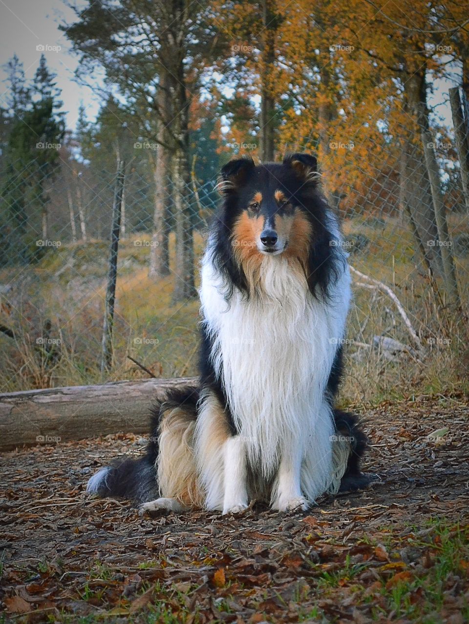 Beautiful tricolor collie