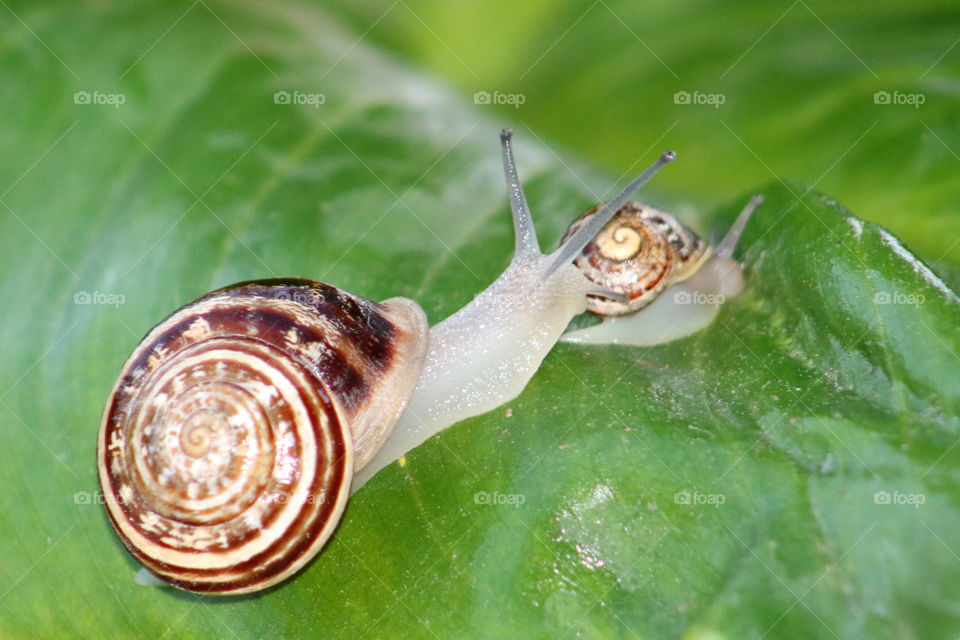 #snail #nature #garden
