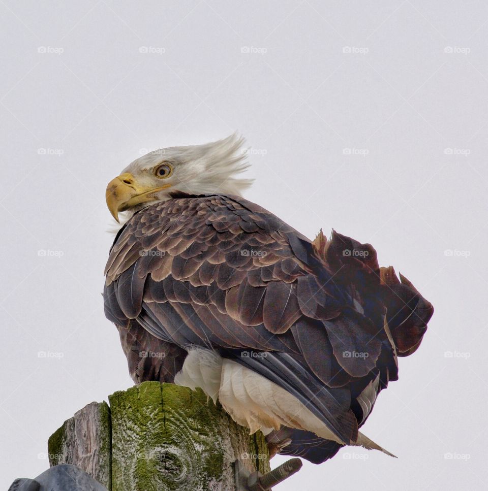 Bald eagle with wind blown feathers