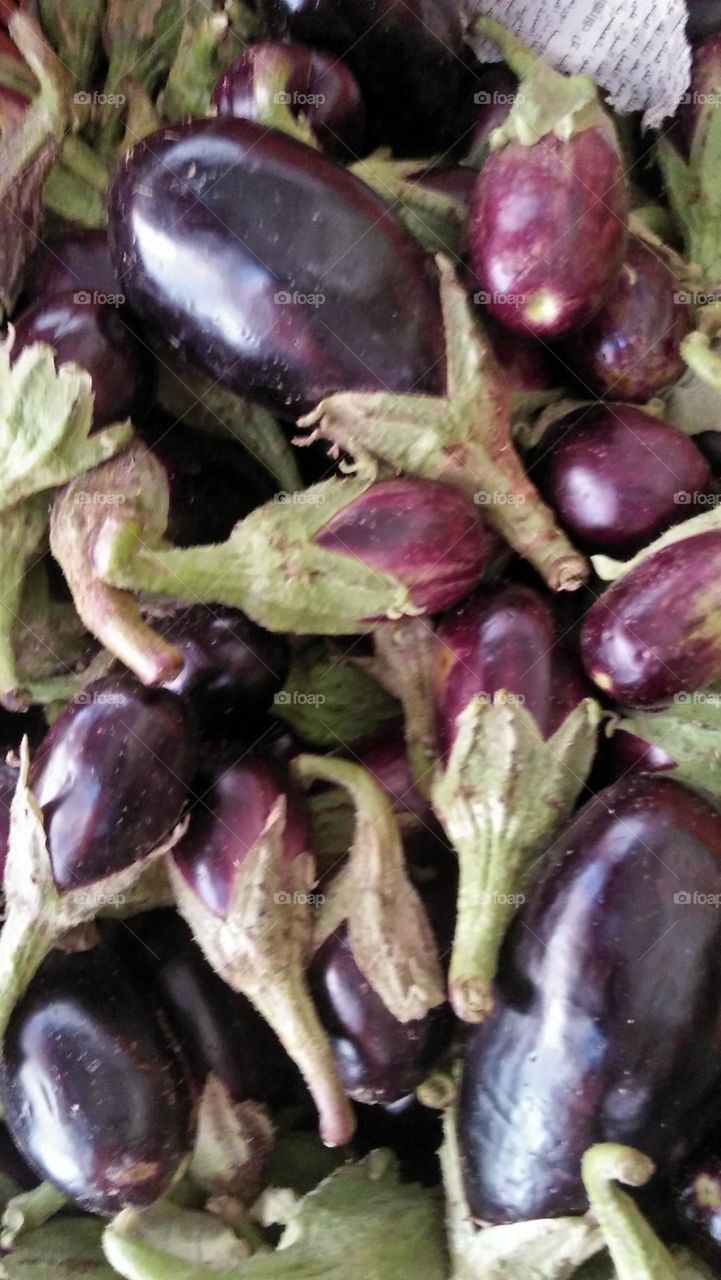 Aubergine