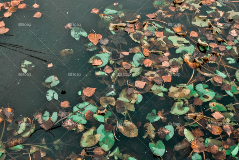 fallen leaves in a pond