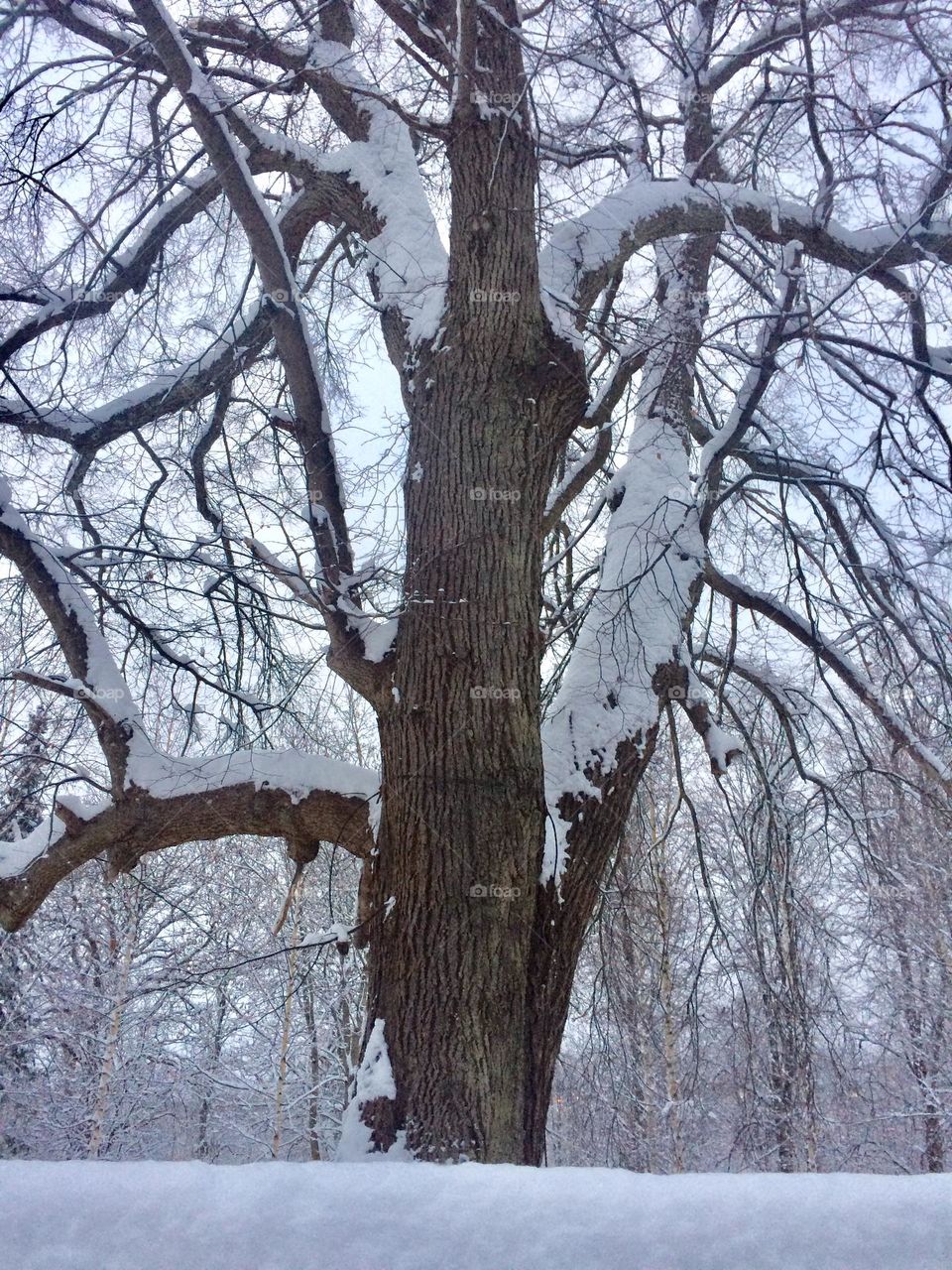 Snowy tree at wintertime 