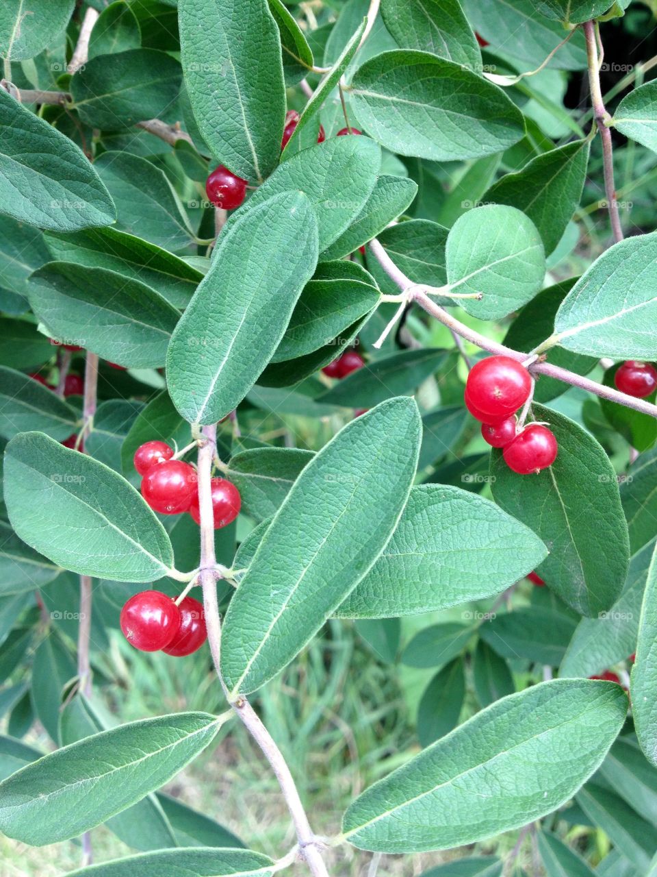 Colorful Berries