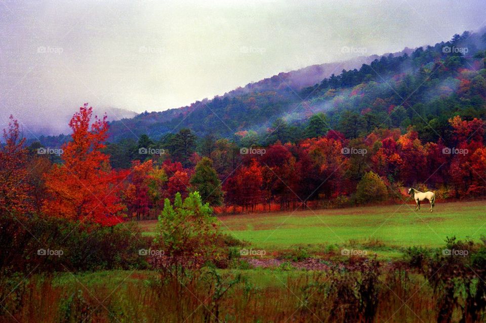 Fields in Fall