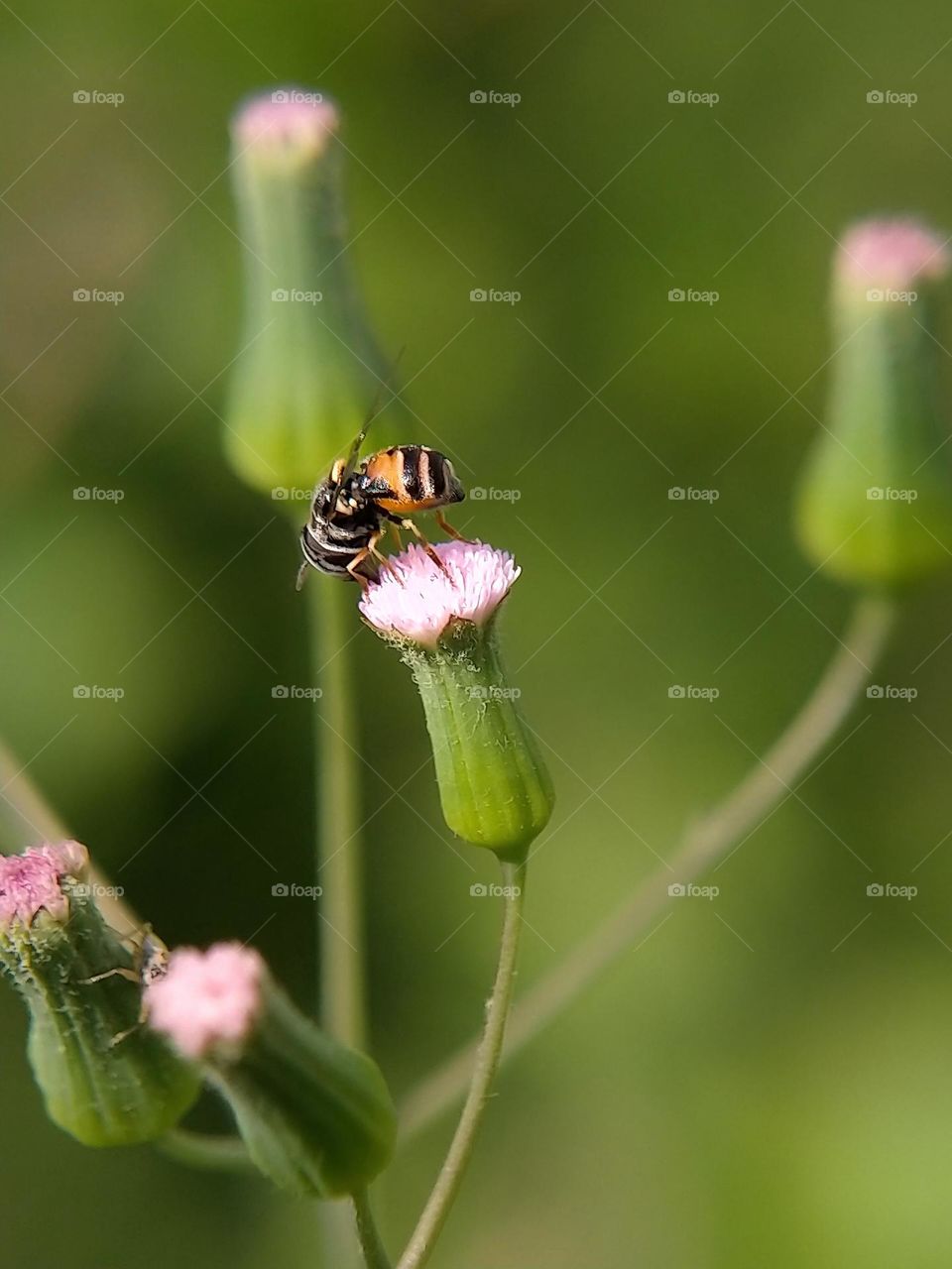 hoverflies and flowers