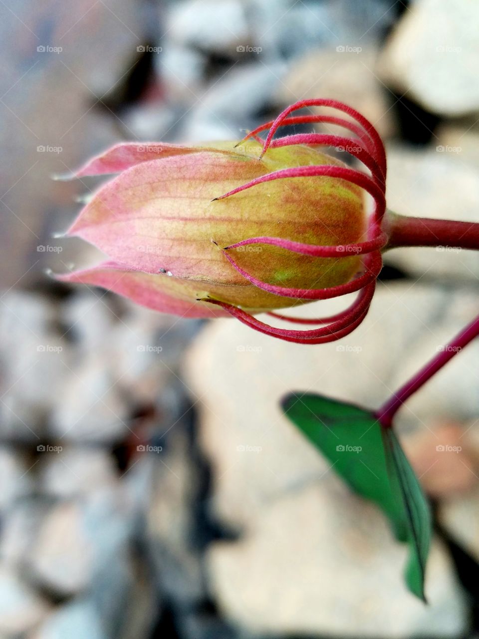 spent hibiscus bud