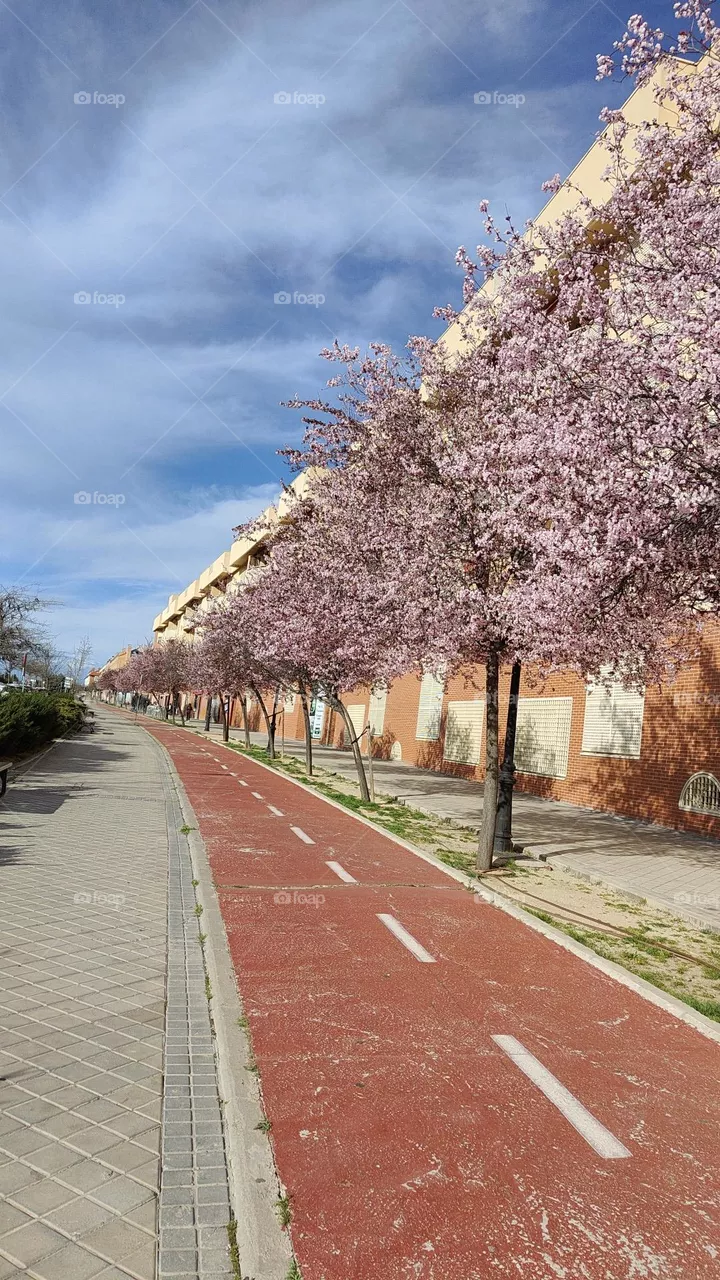 primavera