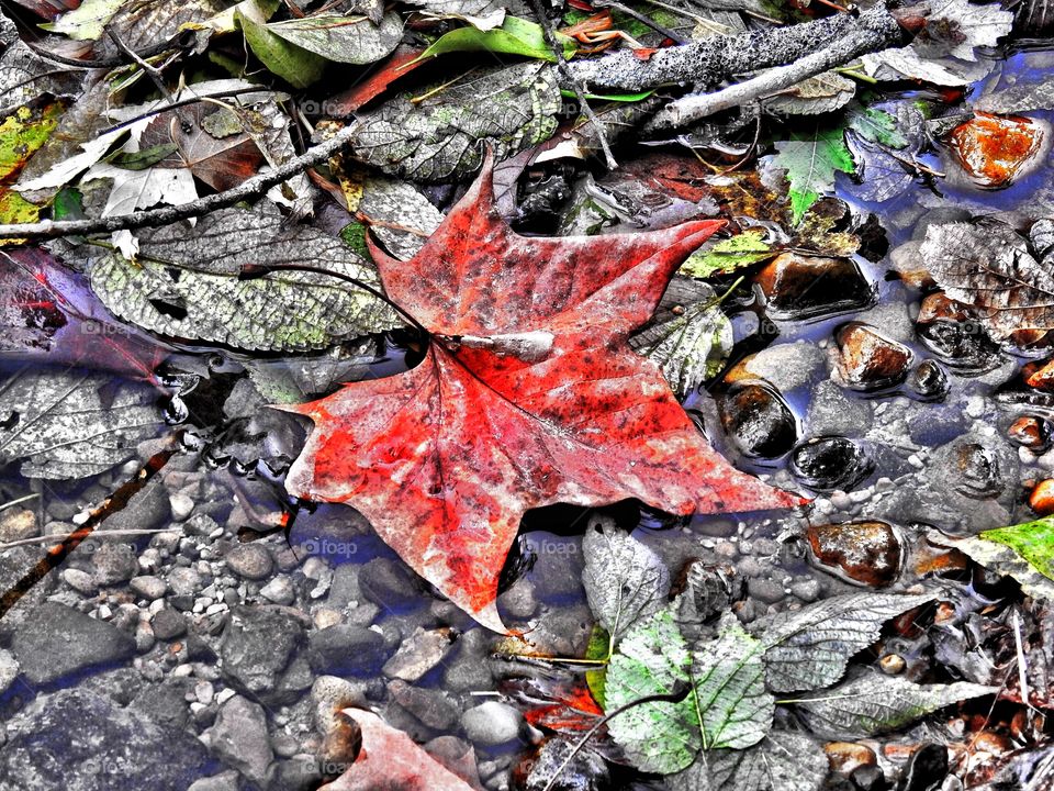 Beautiful red leaf in a park in Indiana on a hike
