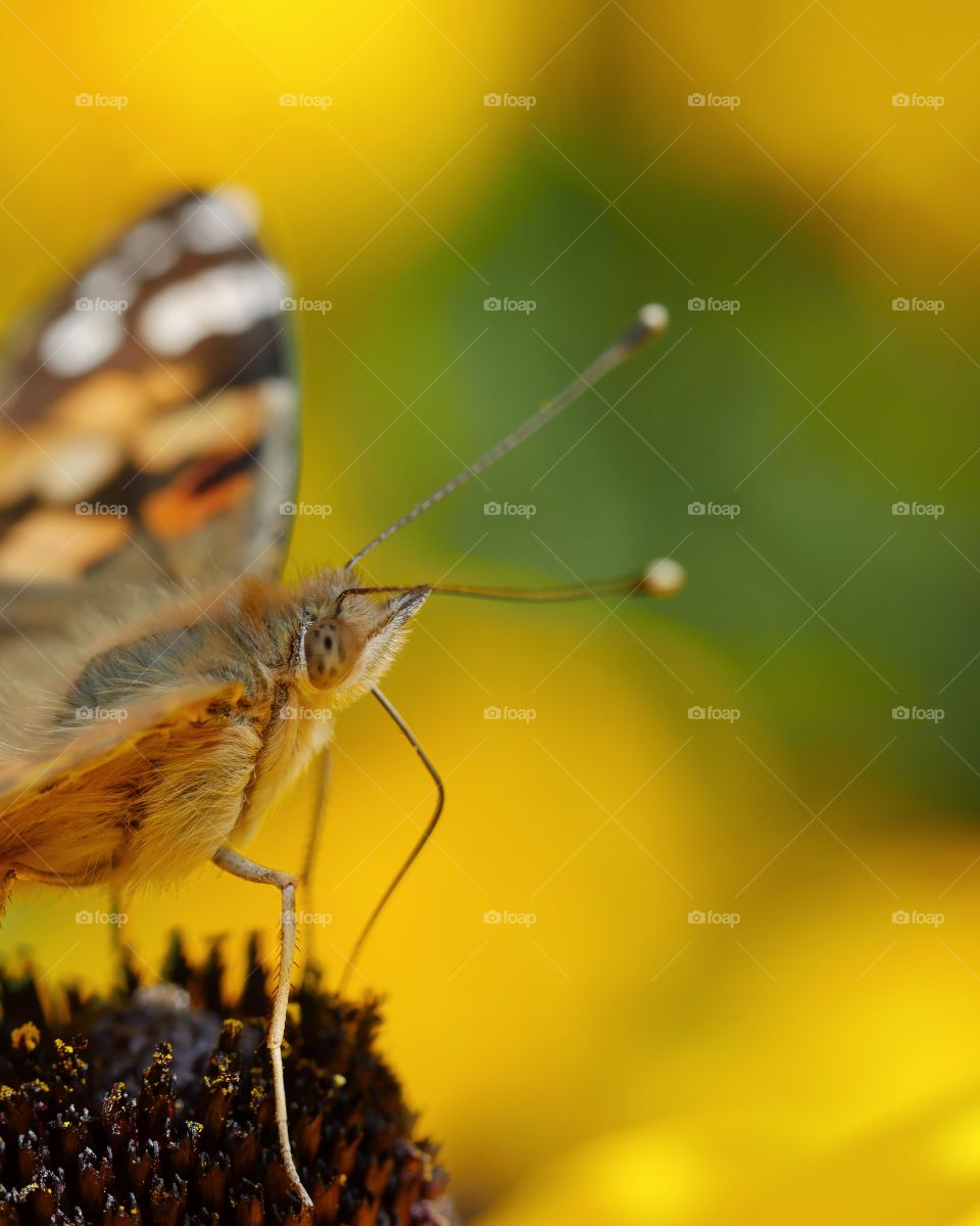 Side view close up of painted lady butterfly