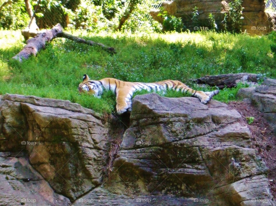 lazy tiger