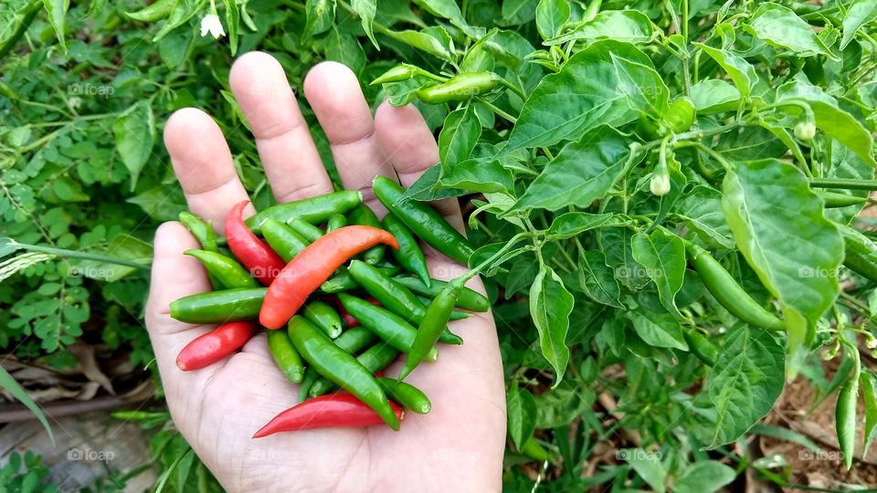 Colhendo na horta, pimentas verdes e maduras.