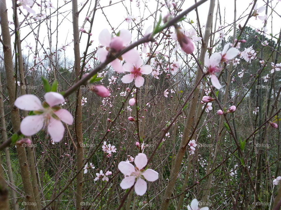 Pink flowering tree blooming in spring with it's pretty blossoms.