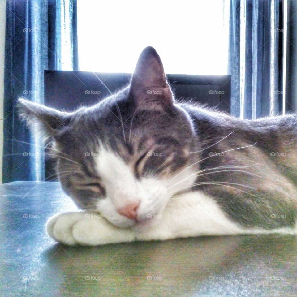 Siesta. My sister's cat loves sleep