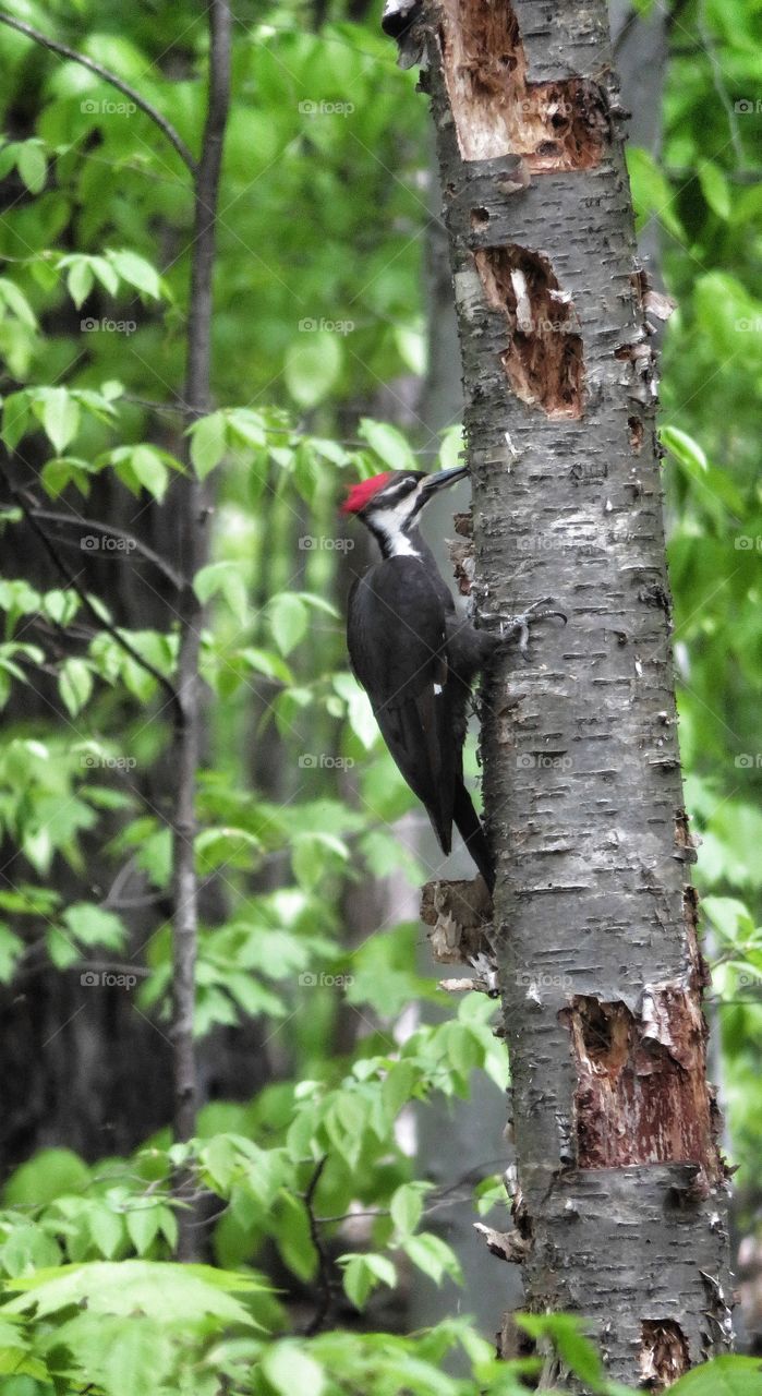 Woodpecker Mont St-Bruno