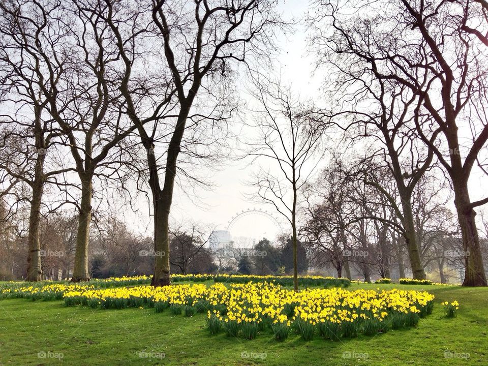 Bare trees in the garden