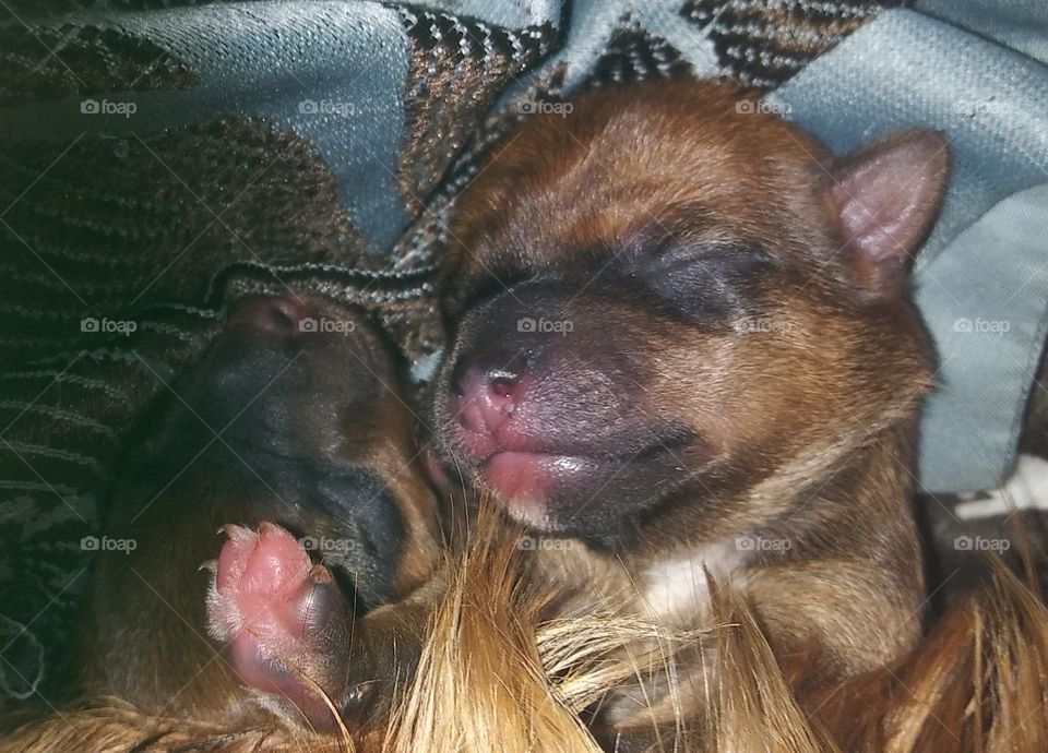 newborn yorky