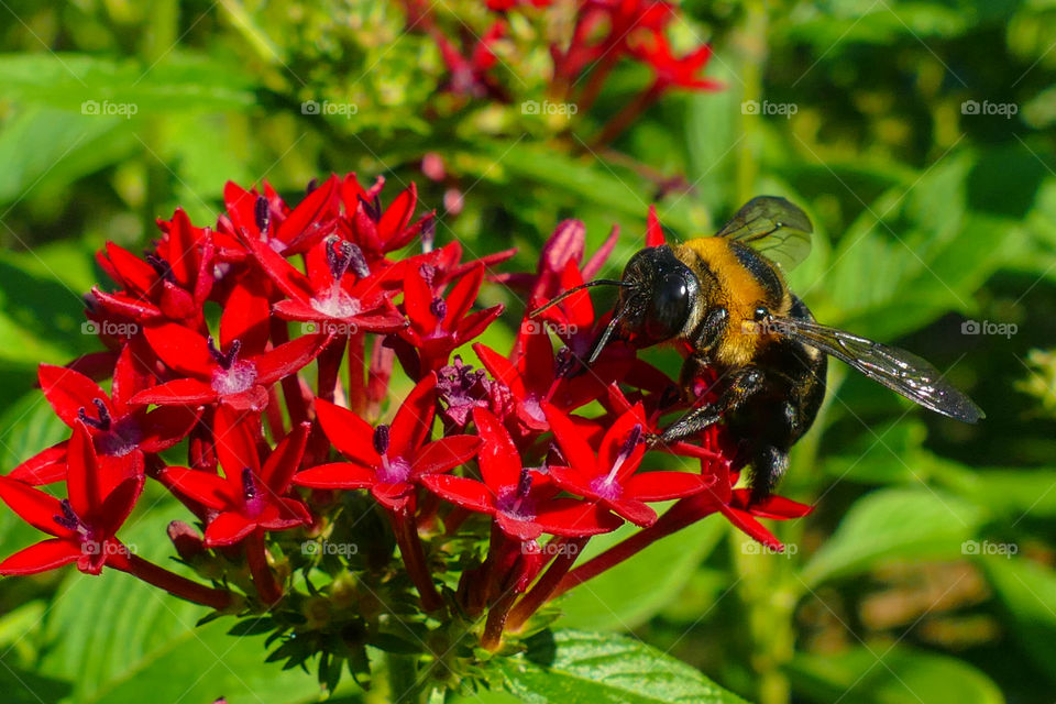 Pentas lanceolata, commonly known as Egyptian starcluster, is a species of flowering plant in the madder family, Rubiaceae