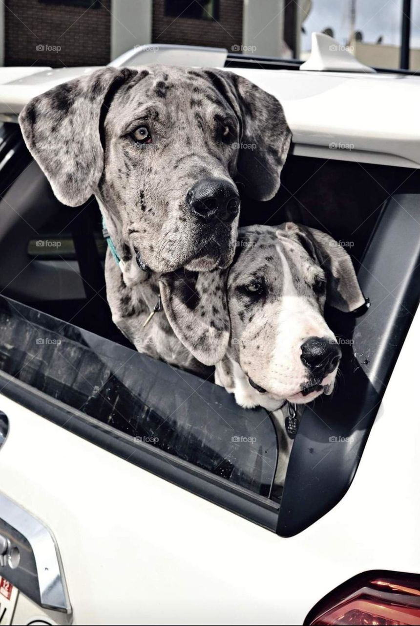 great danes