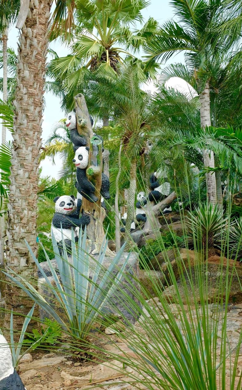 Pandas