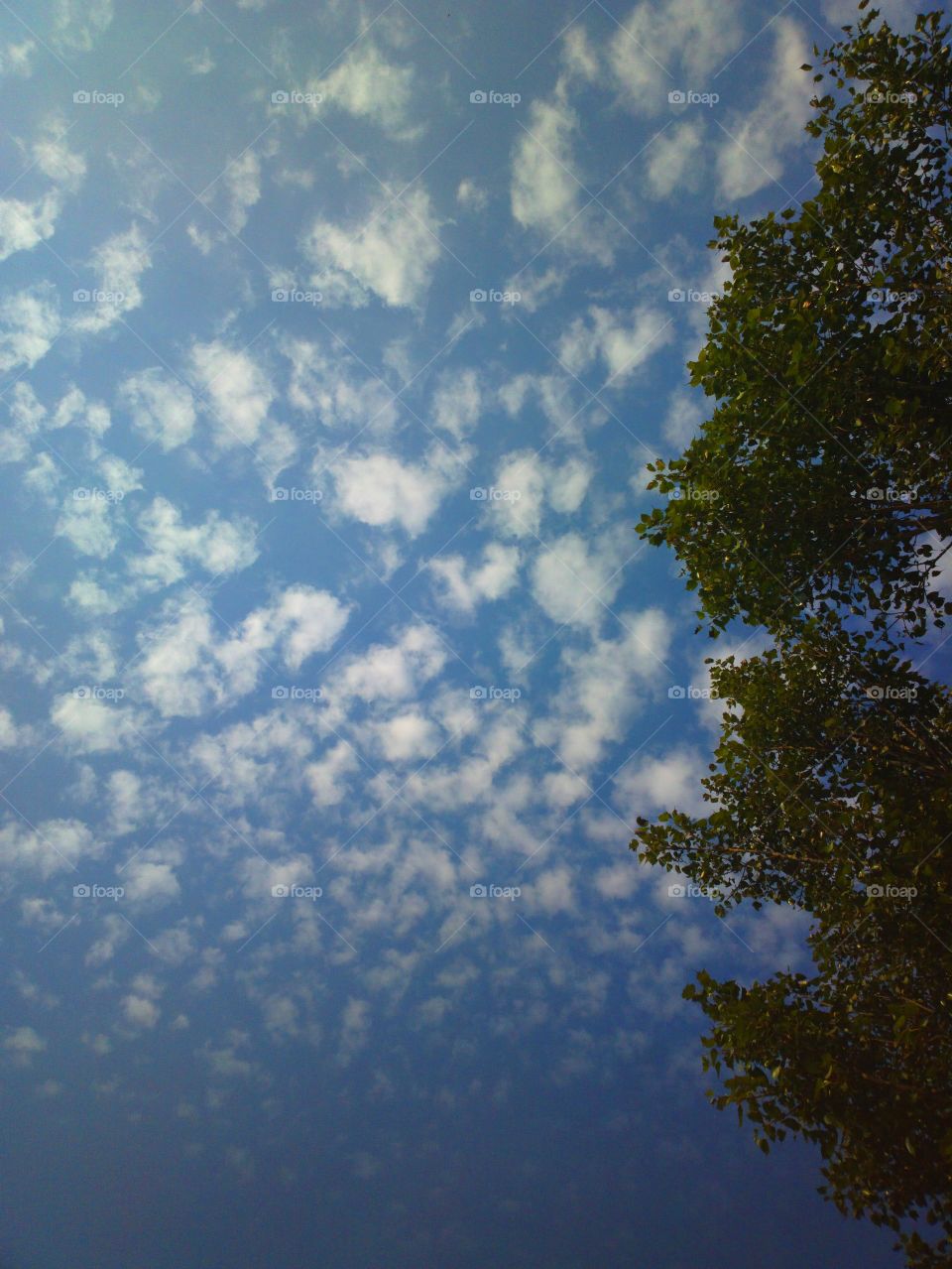 tree , clouds and sky