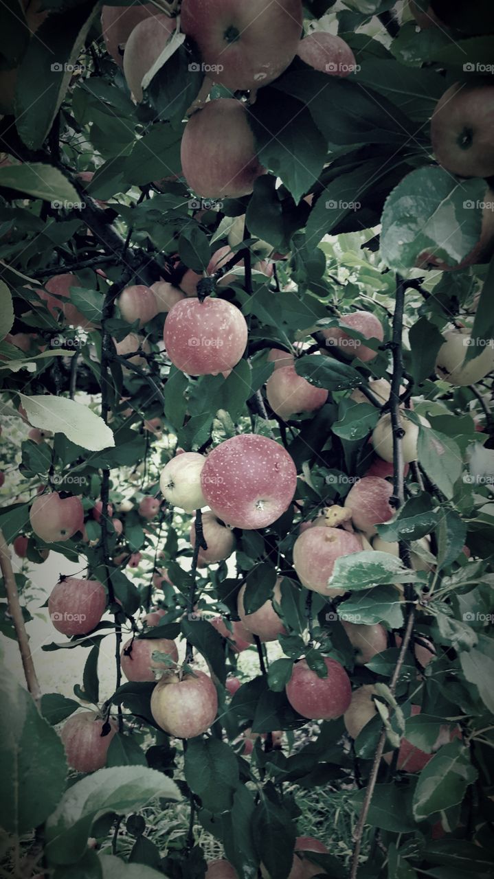 apple orch
