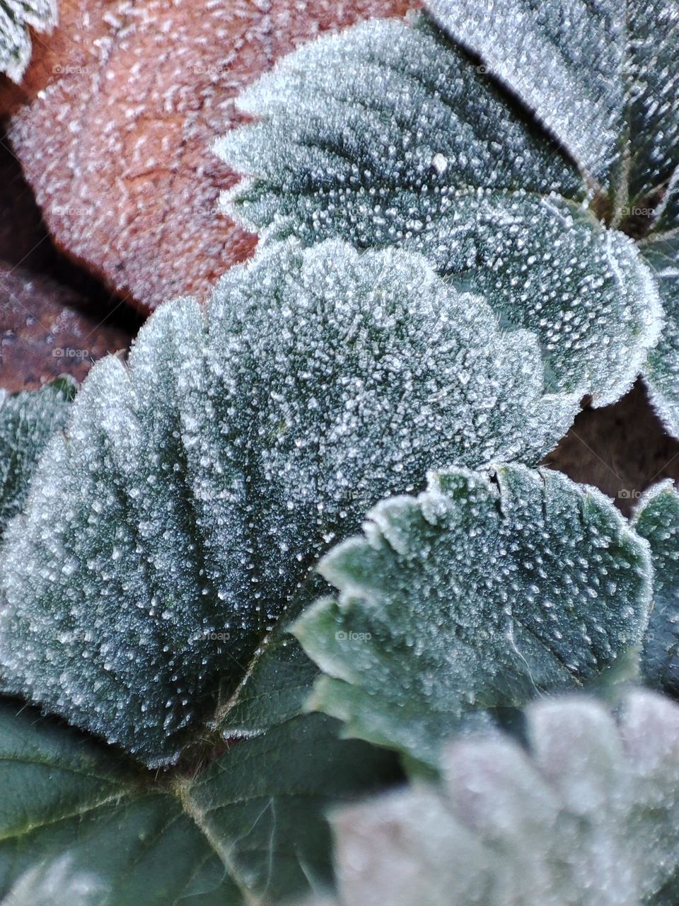 frozen leaves