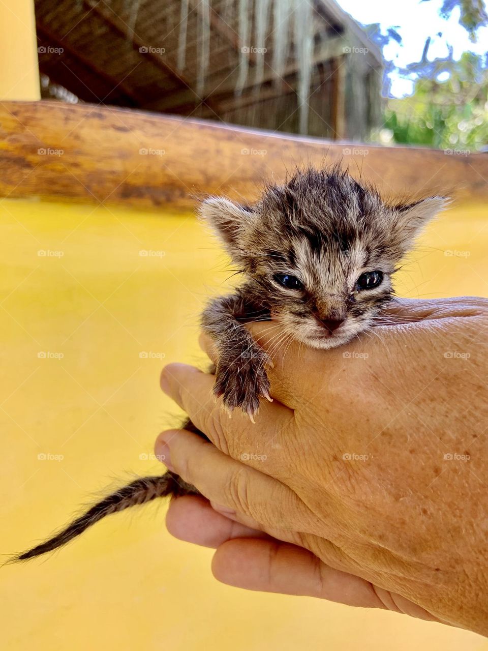 Kitten in hand 