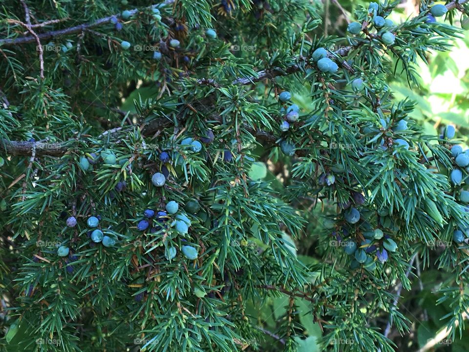 Juniper berry