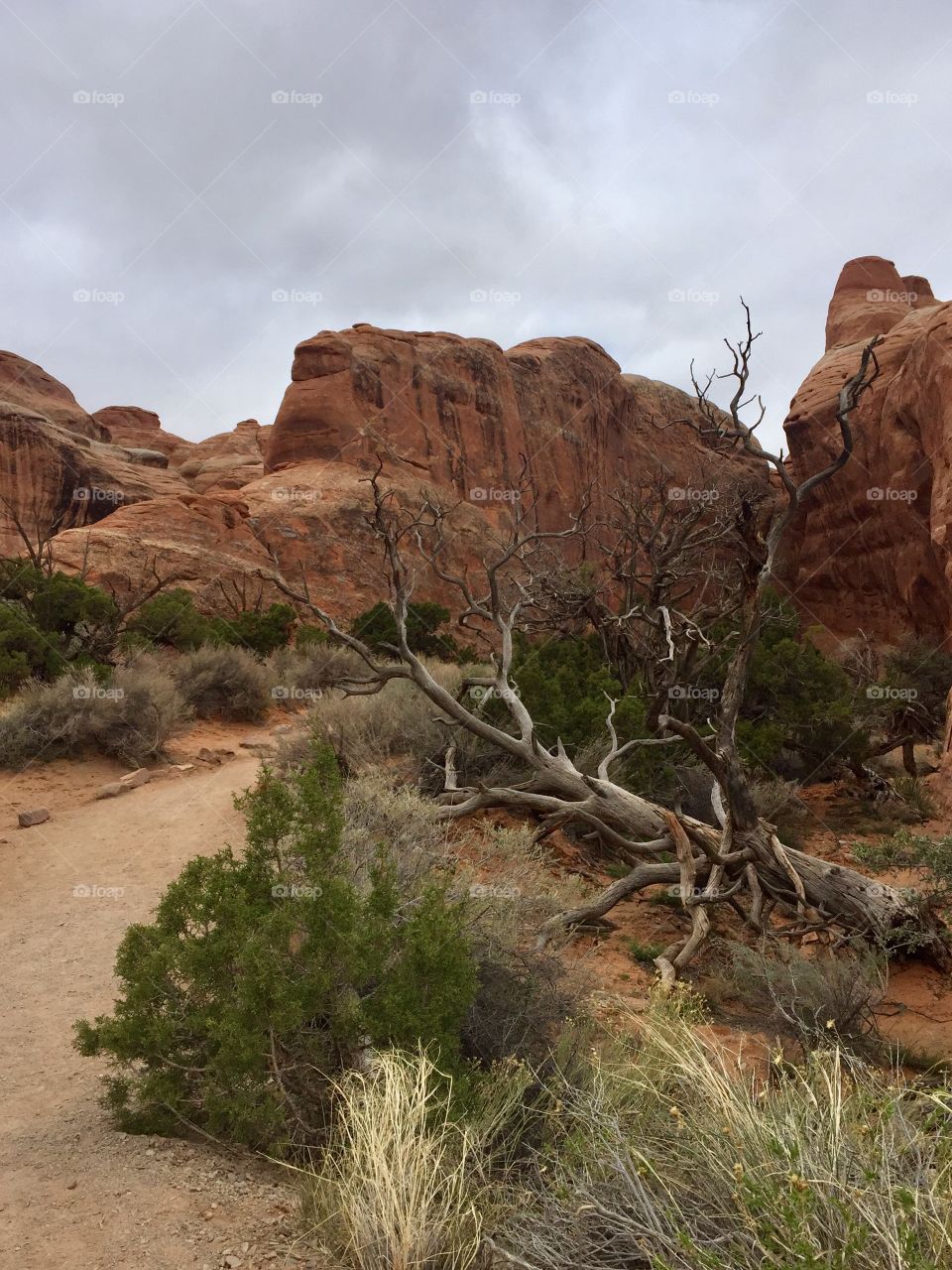 Fallen dead tree on desert trail