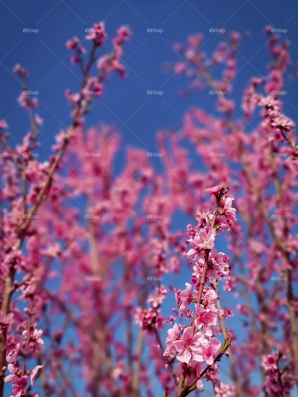 My pink dreams bloom, when I see the passionate dance of the beautiful pink blossoms of the spring. the green beauty of spring rebirths me...